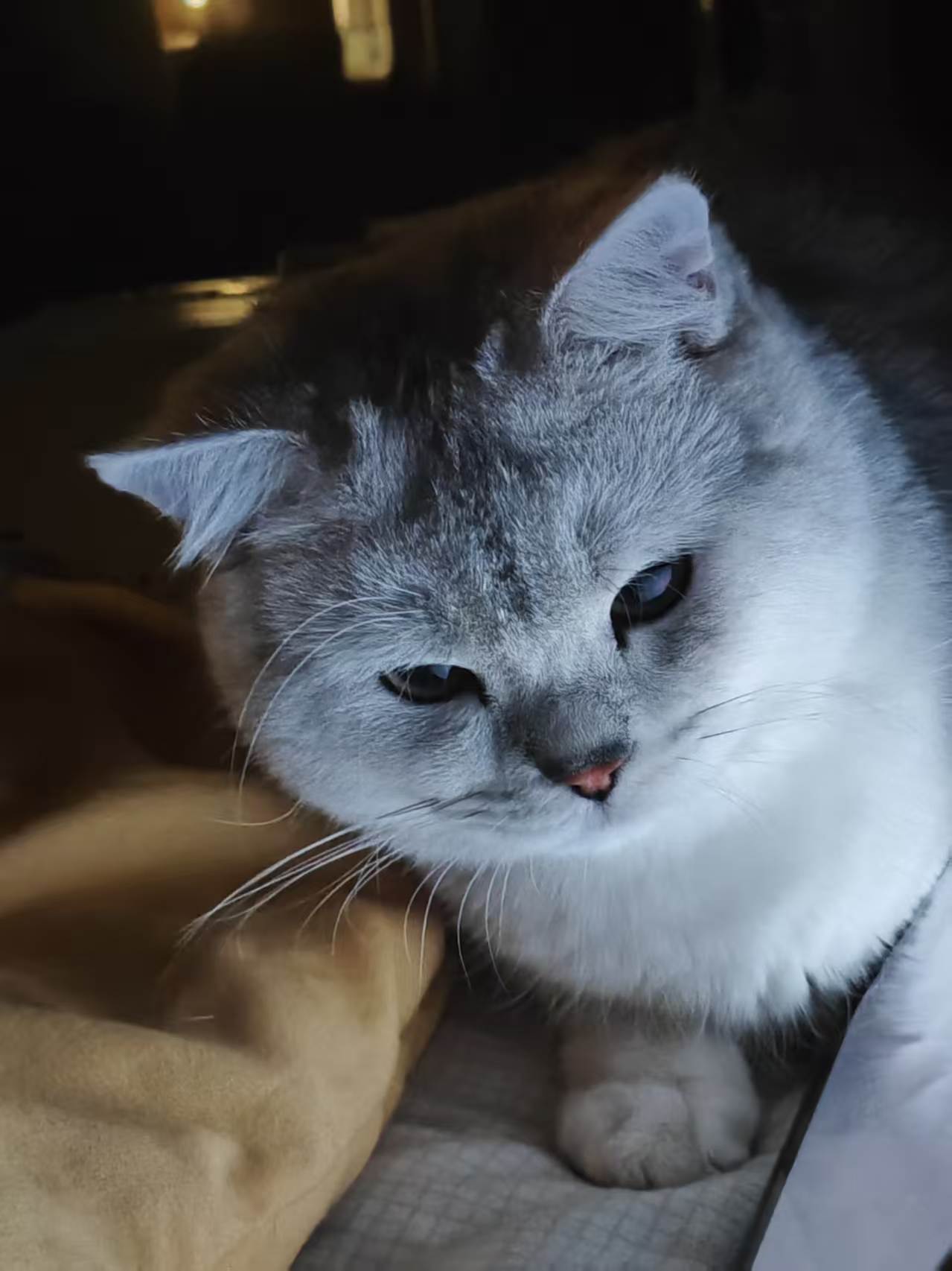 一只正在休息的灰色猫咪